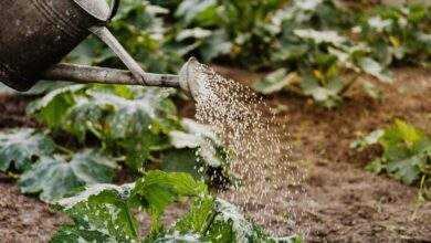 Composting 101