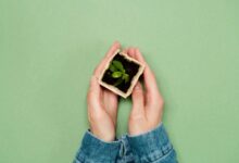 Nurture Your Green Thumb on a Budget DIY Seed Starting Trays from Repurposed Materials