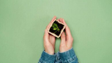 DIY Seed Starting Trays