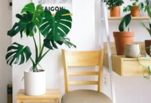 The Power of Indoor Plants