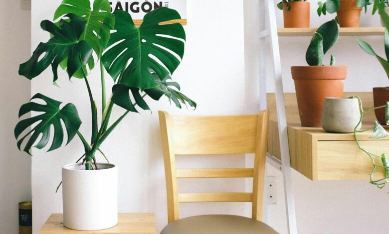 The Power of Indoor Plants Plants for Improved Air Quality and Ambiance