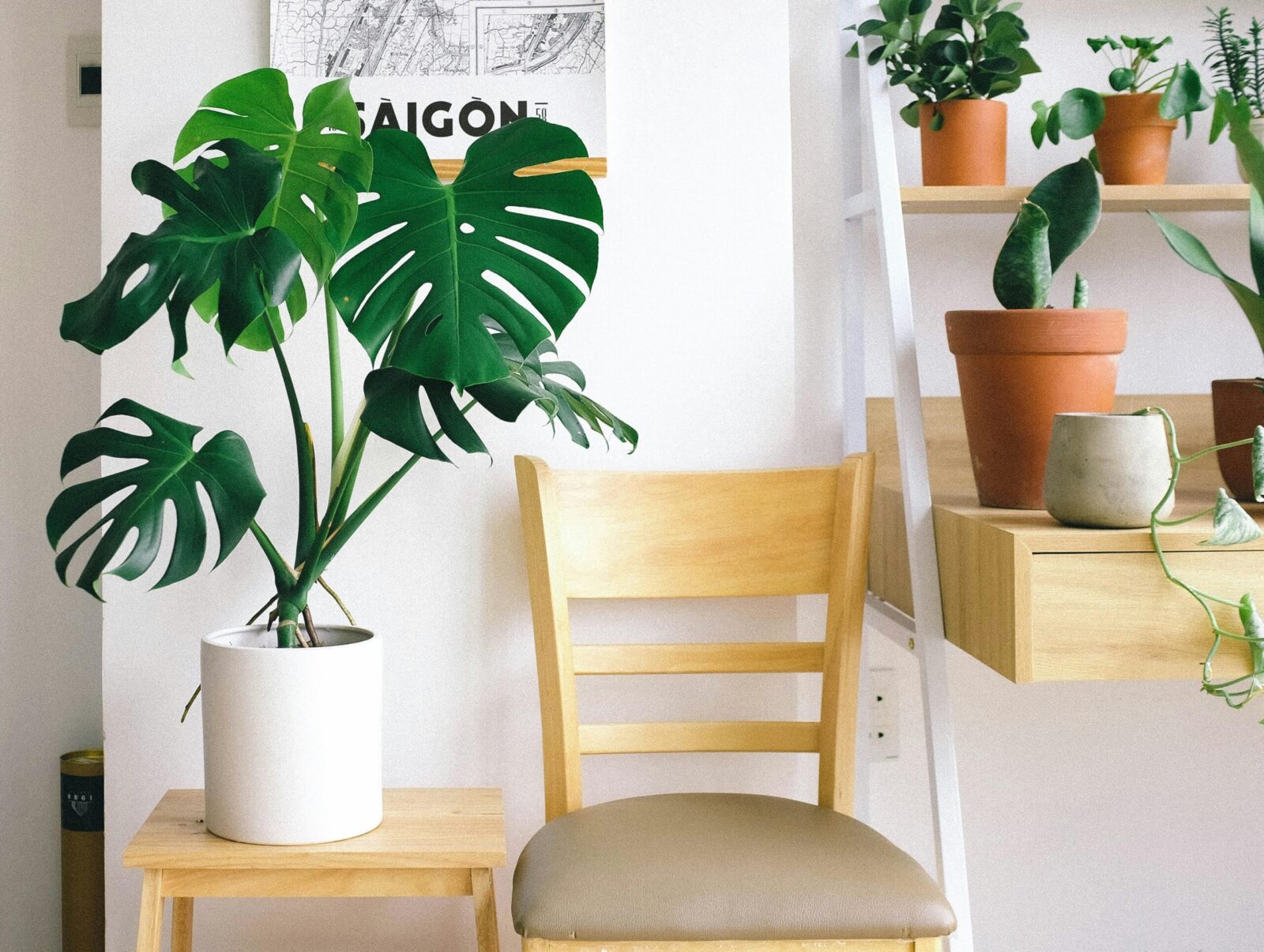 The Power of Indoor Plants