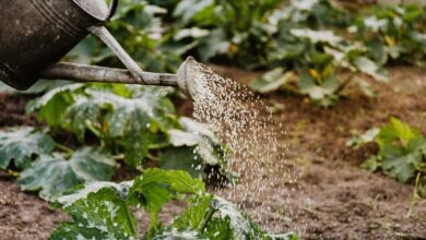 Composting 101