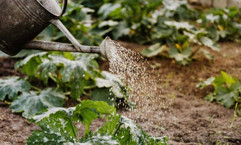 Composting 101 Turn Kitchen Scraps into Rich Soil for Your Garden