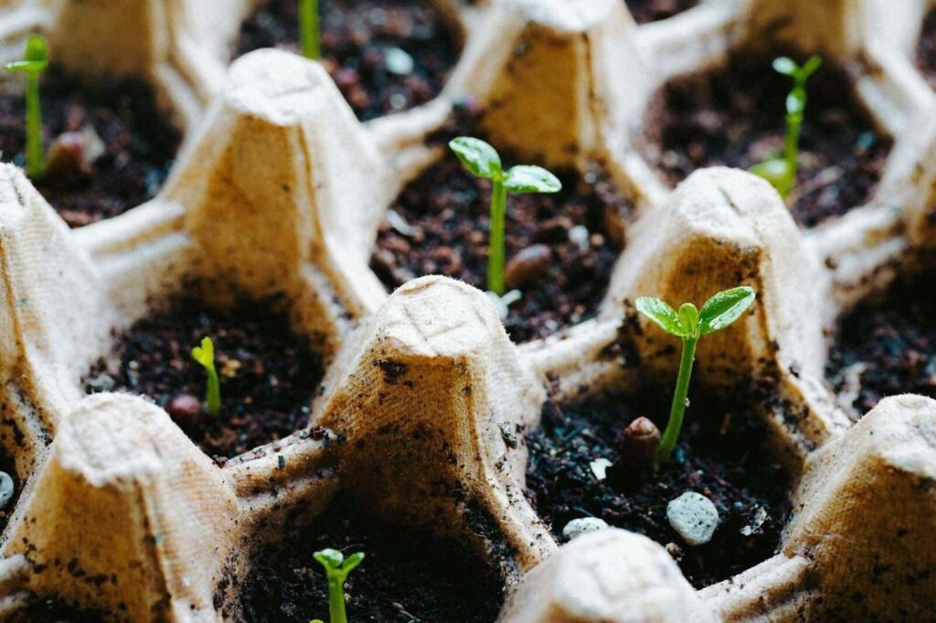 DIY Seed Starting Trays