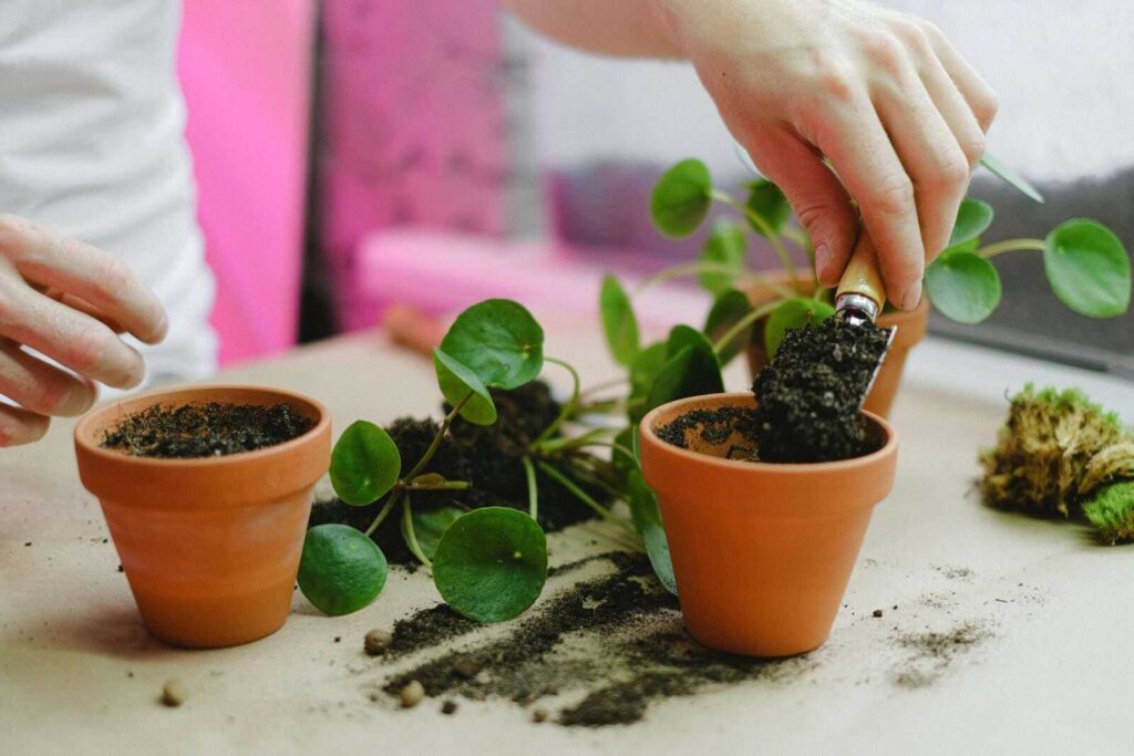 DIY Seed Starting Trays